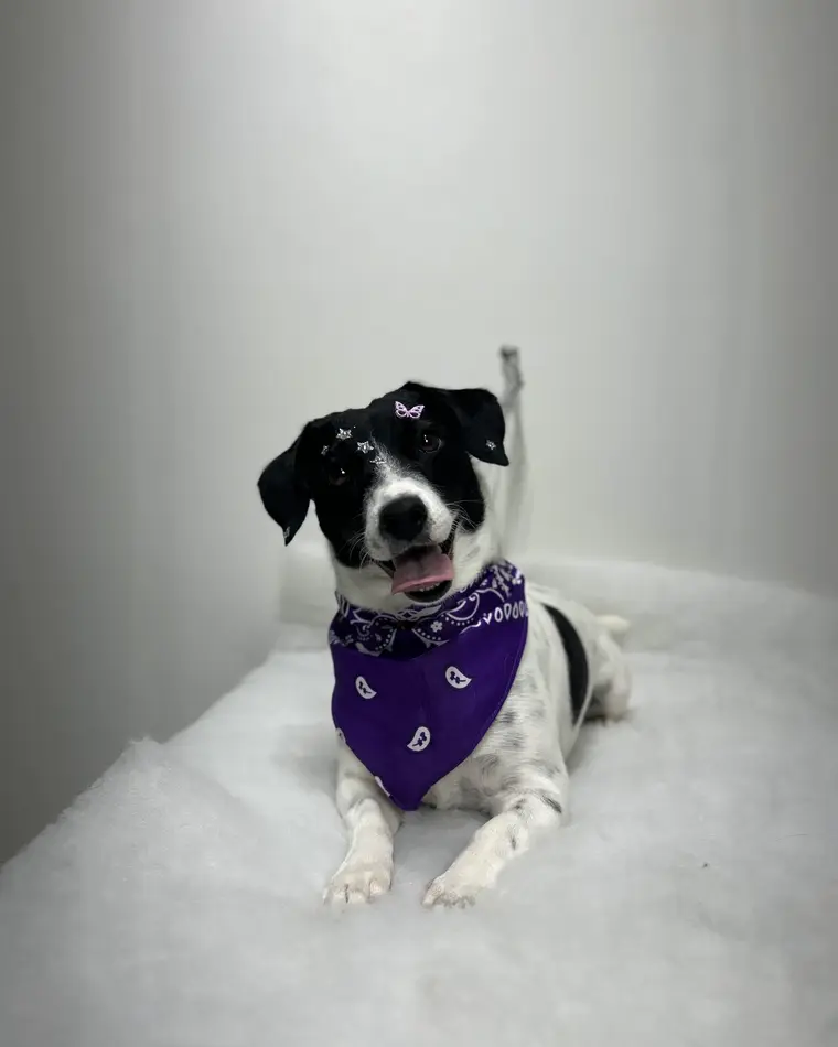 Cão preto e branco depois do banho, com bandana roxa