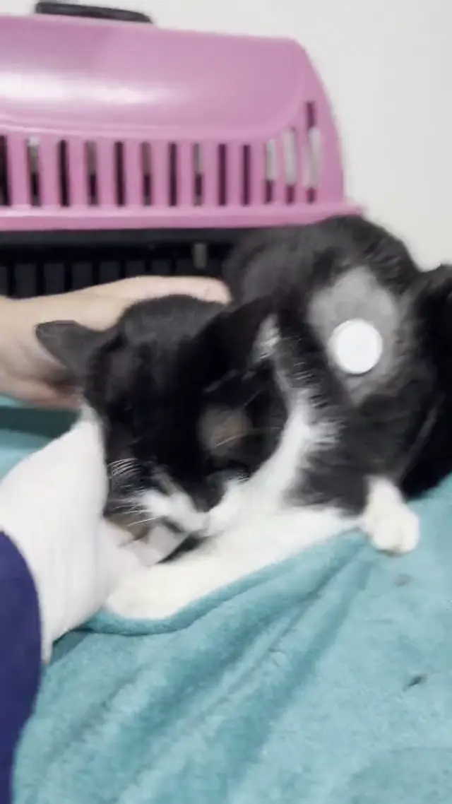Gato com sensor de monitoramento contínuo de glicose na Animal Care